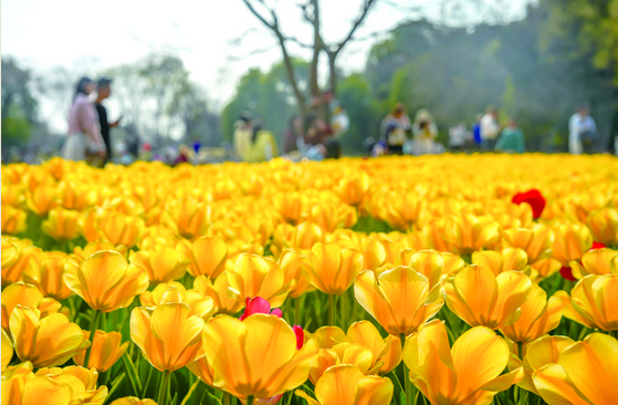 �á�Color Walk��ӵ���𶫵Ĵ���