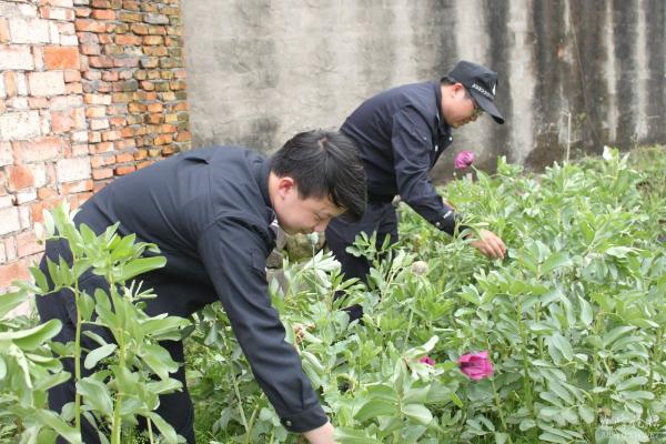 菜地私种罂粟 民警依法铲除